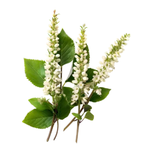 Harker-Herbals-IngredientsImages_0004_Black-Cohosh