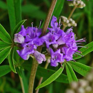 Vitex_Agnus_Castus_01