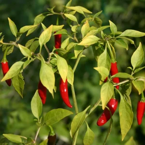 cultivar-Thai-chili-peppers-fruits